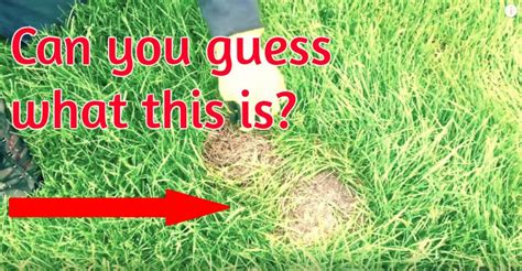 What To Do If You Spot A Baby Rabbits Nest On Your Lawn
