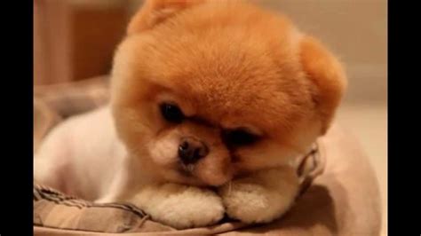 Sad Lonely Puppy Face Compilation Youtube