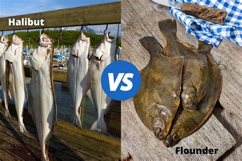 Halibut Vs Flounder With Examples We Compare Them