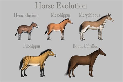 Horse Evolution By Louisetheanimator On Deviantart
