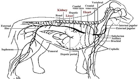How To Find A Vein On A Dog Unugtp