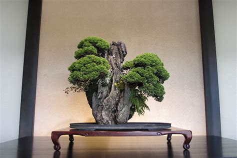 8 Stunning Rock Bonsai Trees Bonsai Empire