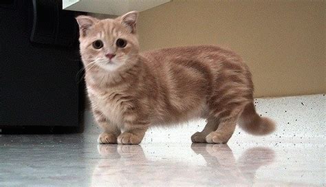 10 Scottish Fold Dwarf Munchkin Cat Furry Kittens