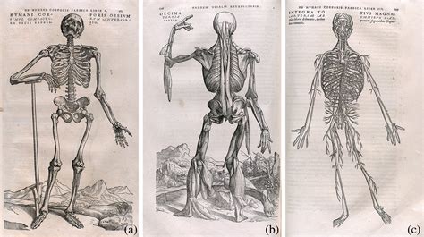 Bygone Theatres Of Events A History Of Human Anatomy And Dissection