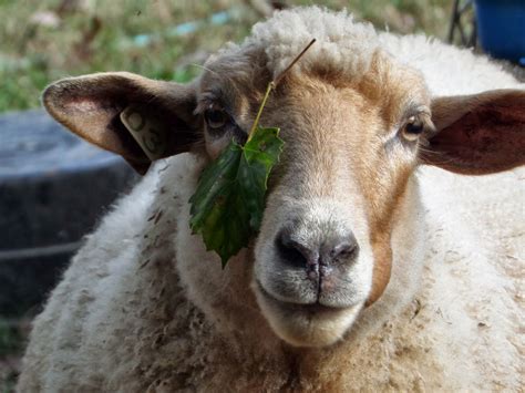 Merciful Hearts Farm Silly Sheep