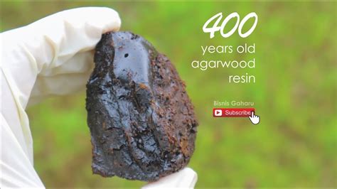 It is formed in the heartwood of aquilaria trees when they become infected with a type of mold (phialophora parasitica). Agarwood Resin - Original 400 Years Old - YouTube