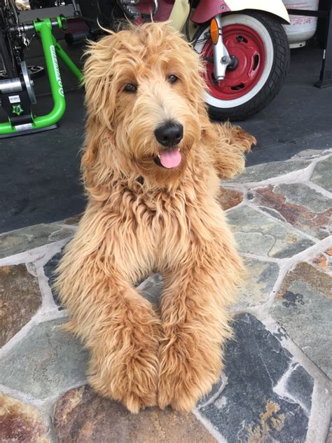 She was very patient and even took the time type out my. USDoodles - 26 Photos & 18 Reviews - Pet Breeders - 3217 E ...
