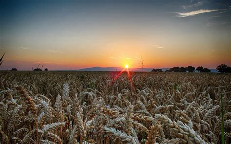 Wallpaper 2560x1600 Px Ears Field Landscape Sunset Wheat