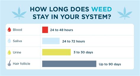 How Long Does Weed Stay In Your System Herb Approach