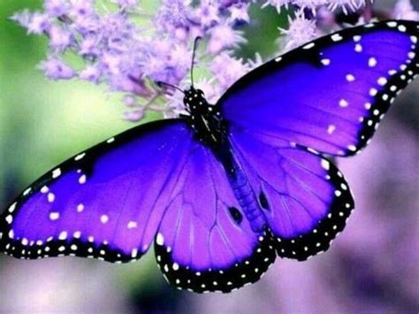 An Electric Blue Intense Butterfly Most Beautiful Butterfly