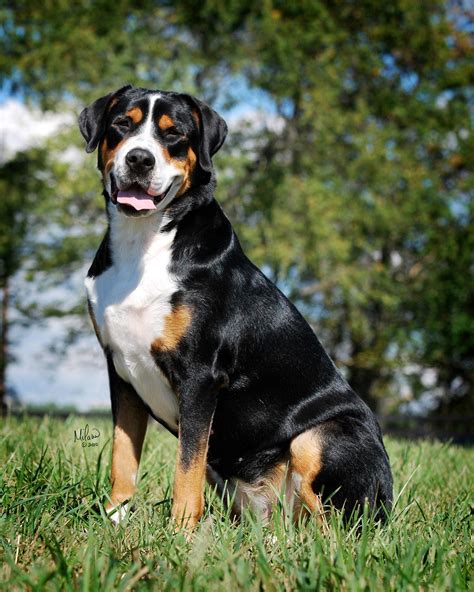 Greater Swiss Mountain Dog From The Swiss Alps