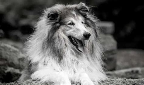 Famous Border Collies What Dog Breed Was Lassie
