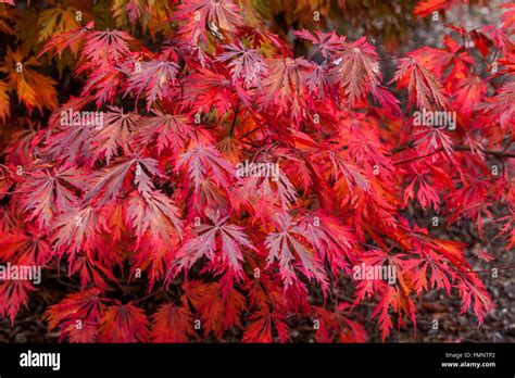 Japanese Maple Acer Japonicum Aconitifolium Autumn Leaves Red Maple