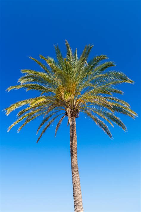 Palm Tree And Blue Sky Free Stock Photo Public Domain Pictures