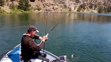 Fishermen will find a variety of fish including bull trout, cutthroat trout, brown trout, whitefish, catfish, rainbow trout, sunfish and brook trout here. Holter Lake fishing in Montana - YouTube