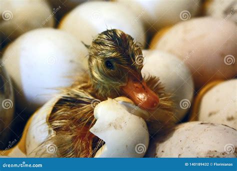 Duckling Comes Out Of The Egg In A Hatchery Incubator Stock Photo