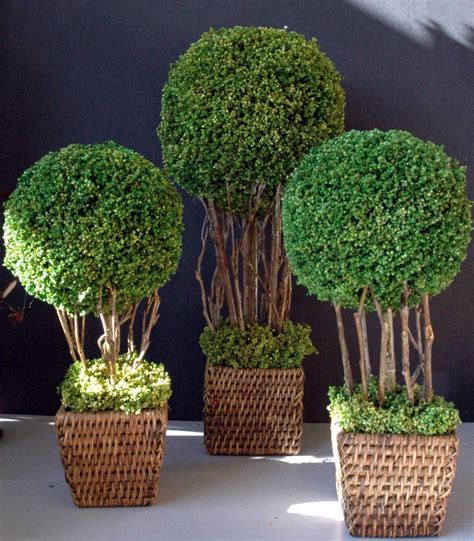 13 Topiary Planter Ideas That Will Have You Priming Your Shears