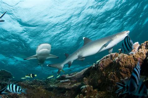 Whitetip Reef Shark Life Of Sea