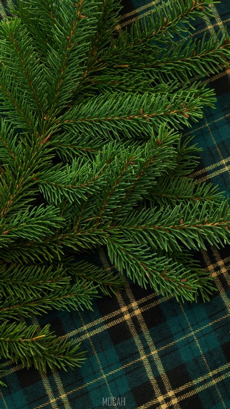 294301 Balsam Fir Tree Pattern Spruce Fir Forests Spruce Apple