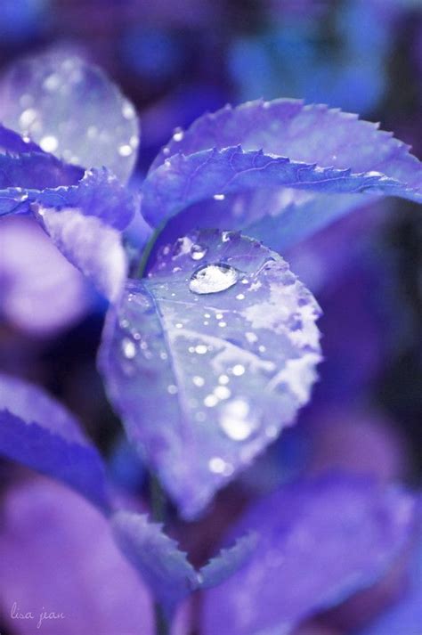 Purple Love All Things Purple Periwinkle Blue Purple Rain Shades Of