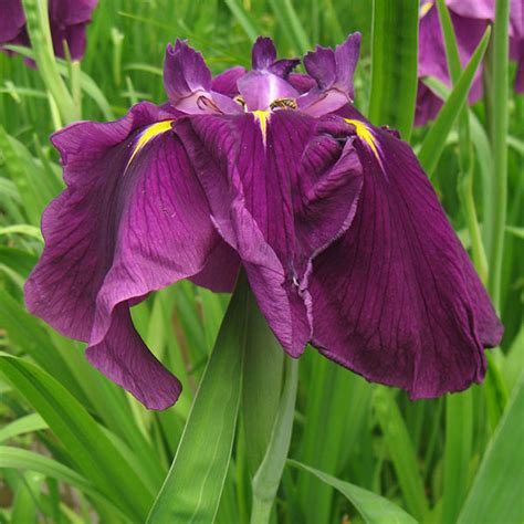 How To Grow Japanese Iris Dengarden