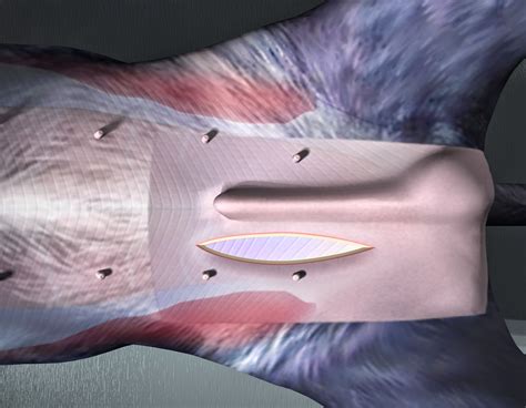 Cryptorchidism is often the cause of the disruption of the hormonal and reproductive function of. Veterinary Key Points: Cryptorchidism in Dogs: 5 ways to ...