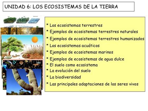 Tipos De Ecosistemas Terrestres Y Ejemplos Caracteristicas Y Fotos Images