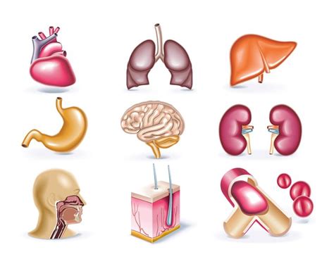 Algunos órganos Del Cuerpo Humano Vector Organos Del Cuerpo Humano