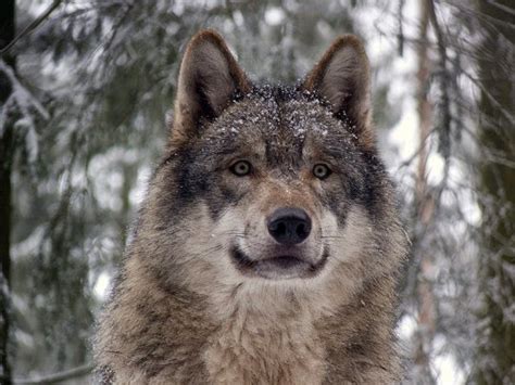 Brotherhood of the wolf (french: Eurasian Wolf Facts | Most Powerful Wolf Species