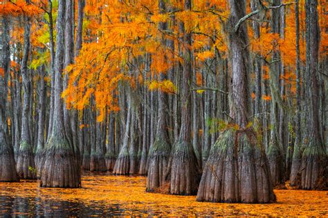 Cypress Trees In Caddo Lake Texas Fine Art Photo Prints Photos By