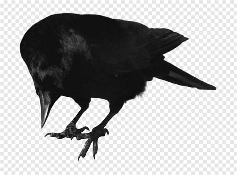 Crows Itachi Uchiha Bird Crow Free Png Pngfuel