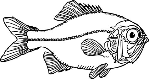 Black And White Pictures Of Fish Clipart Best