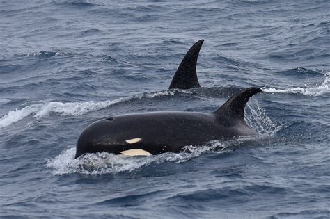 Scientists May Have Discovered A New Type Of Killer Whale
