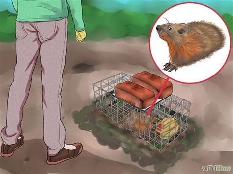 How To Get Rid Of Groundhogs Get Rid Of Groundhogs Groundhog How To