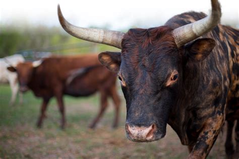 Florida Cracker Cattle Photos Two Son Farm