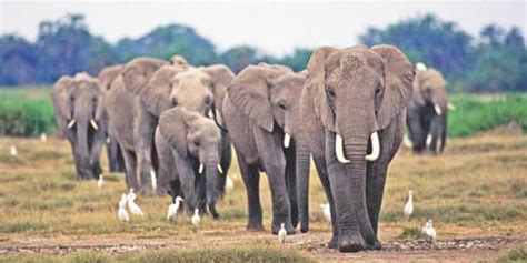 Decline In African Elephant Populations Trib News