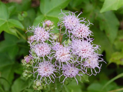 Mimosa trees require a good bit of sun. Brenda's "Texas Wild" Garden: Mimosa Plant