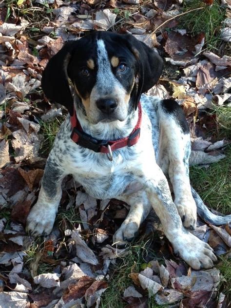 Beagle Friendly And Curious Coonhound Puppy Bluetick Coonhound