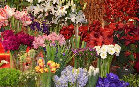 83 Names Of Flowers In Alphabetical Order A Z Photos