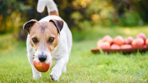 Vigyázat! Ezekkel az őszi finomságokkal meg is mérgezheted a kutyádat - HelloVidék