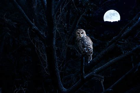 Night Owl Stock Photos Pictures And Royalty Free Images Istock