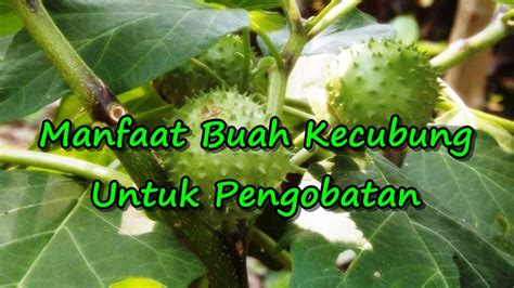 Manfaat Buah Kecubung Untuk Pengobatan Youtube