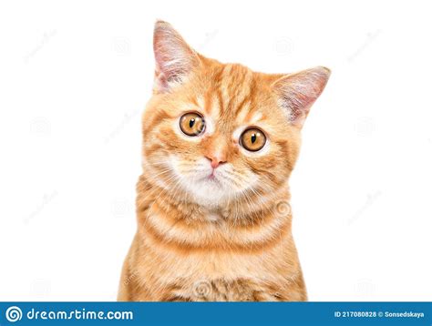 Portrait Of Cute Loving Ginger Kitten Scottish Straight Stock Photo