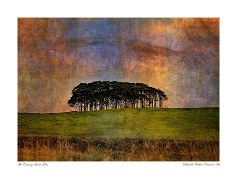 Nearly There Trees Coming Home Trees Cornwall Devon Etsy
