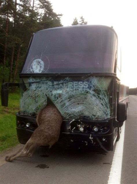 Moose have short tails, a hump on their shoulders and large ears that can rotate to give them stereophonic hearing. Moose Smashes Head First Through Coach And Stops Mileage ...