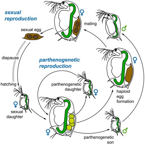 Life Cycle Of Daphnia Adult Females Produce Mostly Asexual Eggs Which