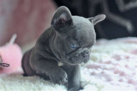 Here @poeticfrenchies the french bulldog obsession is real! French Bulldog Puppies For Sale | Pottstown, PA #277024