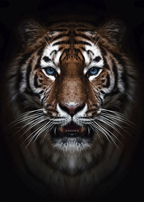 Wild Tiger Head Poster Poster By MK Studio Displate In 2021