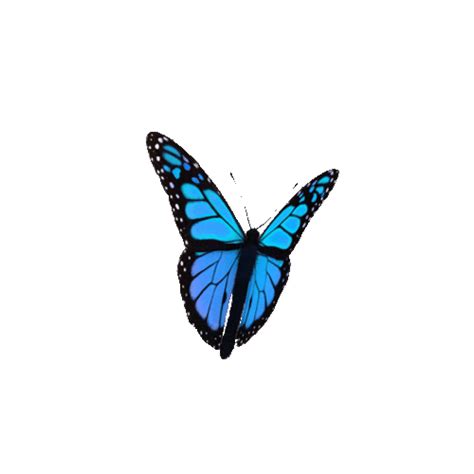 Blue Butterfly 
