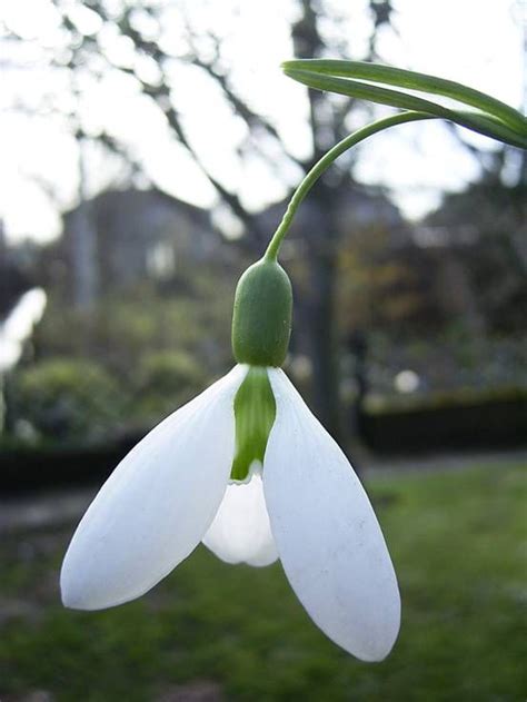 We did not find results for: Judy's Snowdrops - plicatus "Percy Picton" | Flowers ...